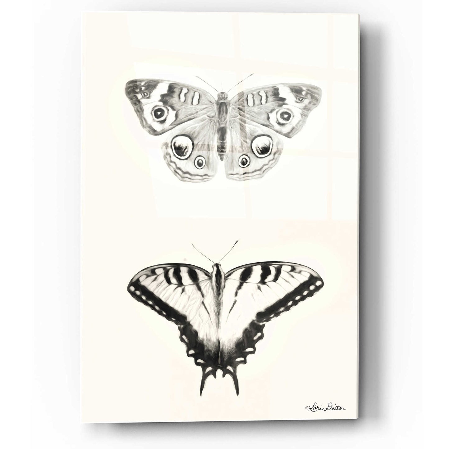 Epic Art 'Butterflies' by Lori Deiter, Acrylic Glass Wall Art,12x16
