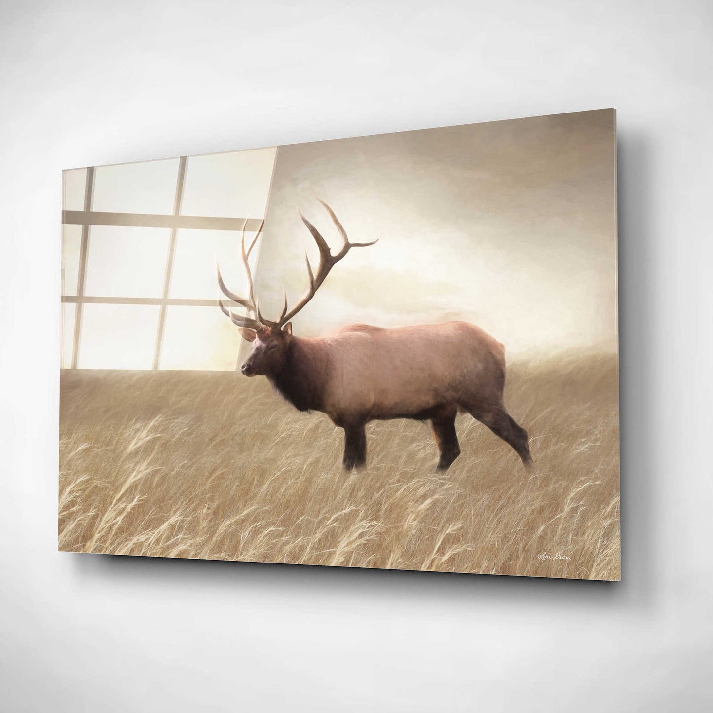 Epic Art 'Elk in the Field' by Lori Deiter, Acrylic Glass Wall Art,16x12