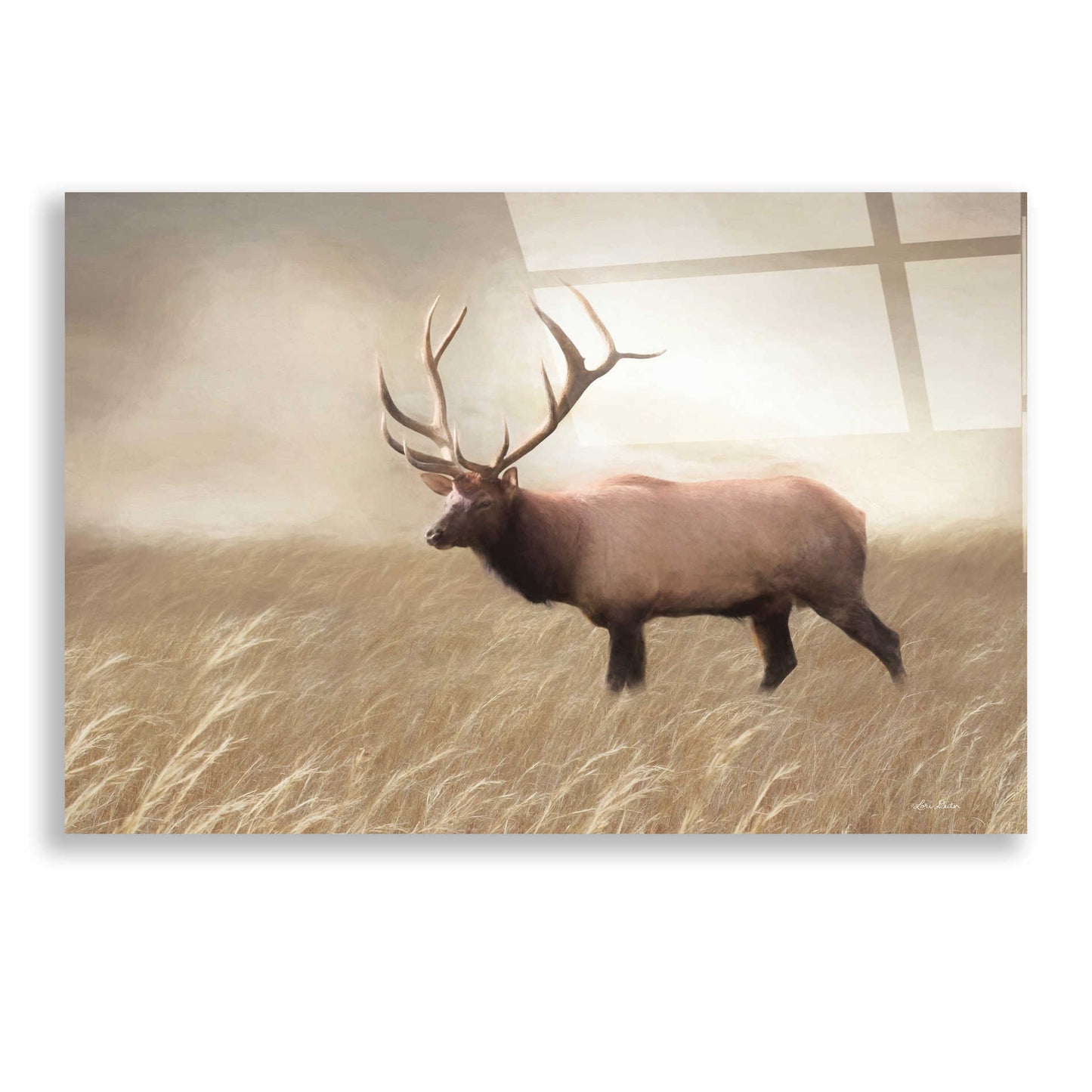 Epic Art 'Elk in the Field' by Lori Deiter, Acrylic Glass Wall Art,24x16
