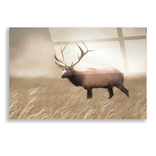 Epic Art 'Elk in the Field' by Lori Deiter, Acrylic Glass Wall Art