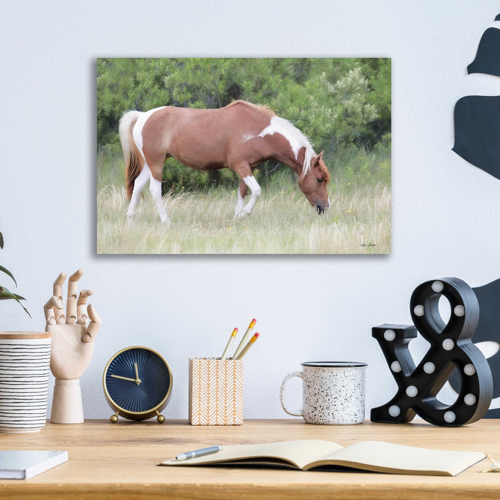 Epic Art 'Assateague Horse' by Lori Deiter, Acrylic Glass Wall Art,16x12