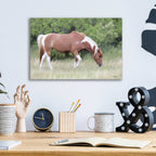 Epic Art 'Assateague Horse' by Lori Deiter, Acrylic Glass Wall Art,16x12