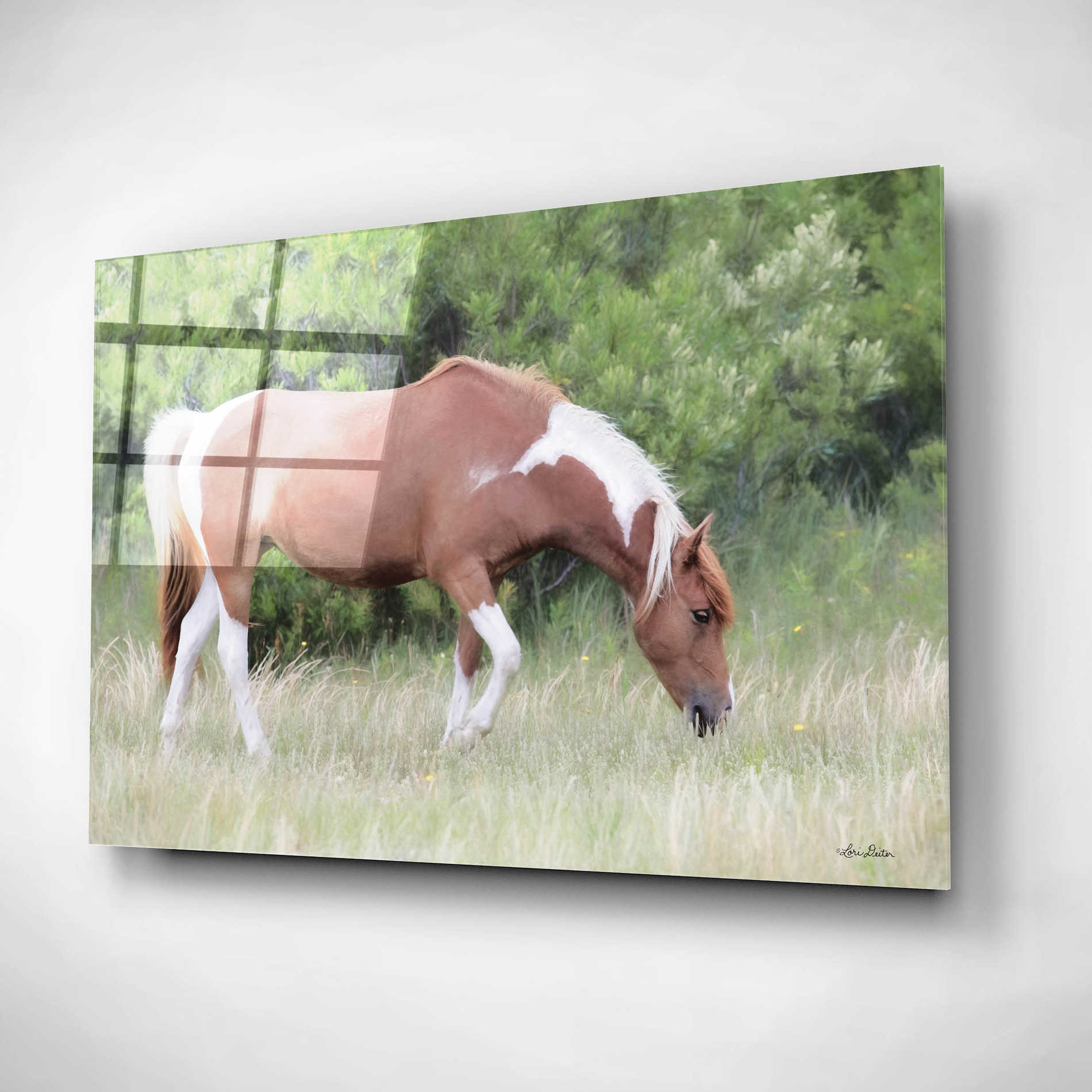 Epic Art 'Assateague Horse' by Lori Deiter, Acrylic Glass Wall Art,24x16