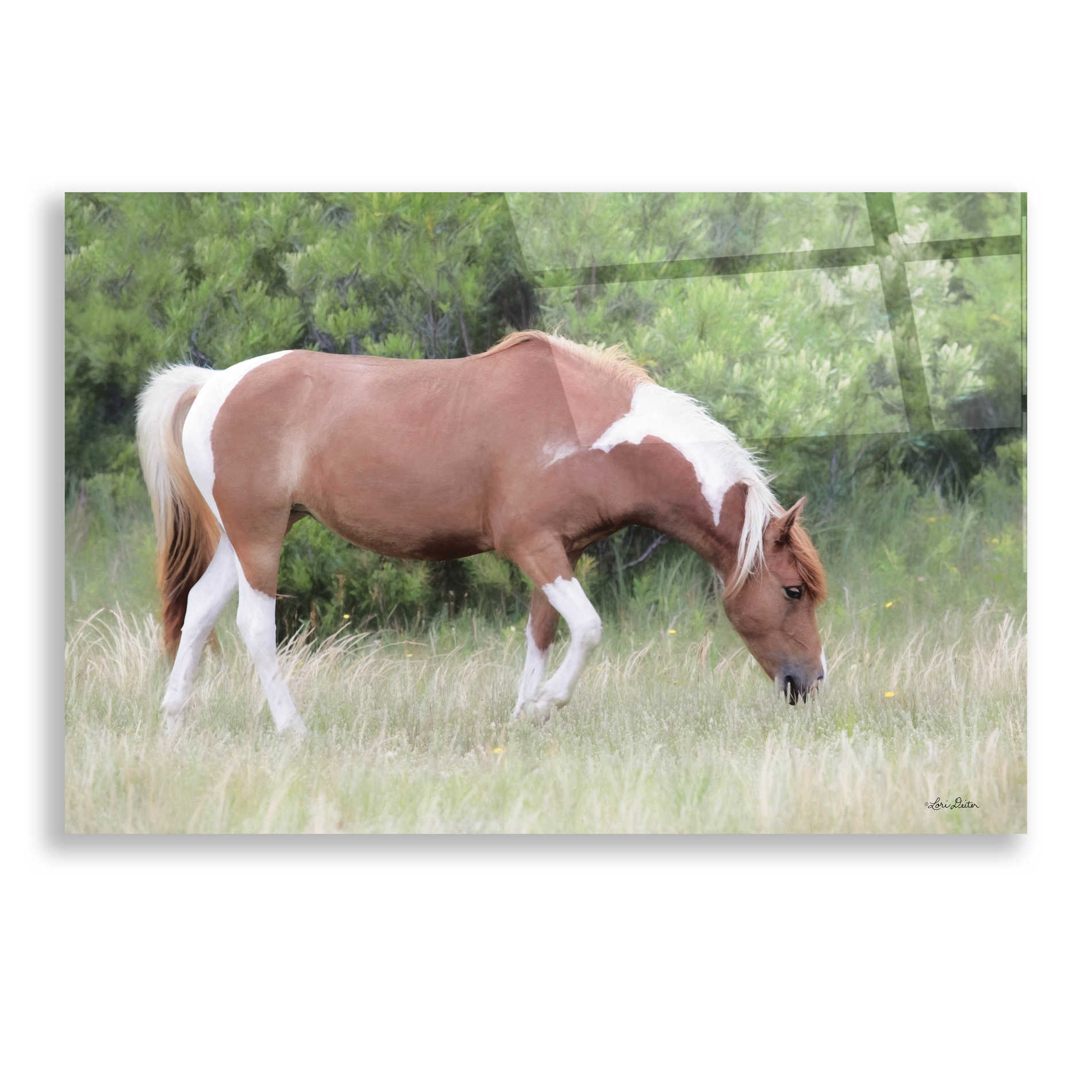 Epic Art 'Assateague Horse' by Lori Deiter, Acrylic Glass Wall Art,24x16