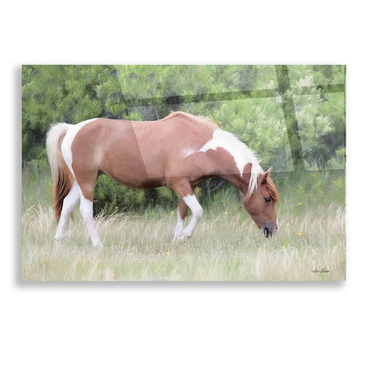 Epic Art 'Assateague Horse' by Lori Deiter, Acrylic Glass Wall Art