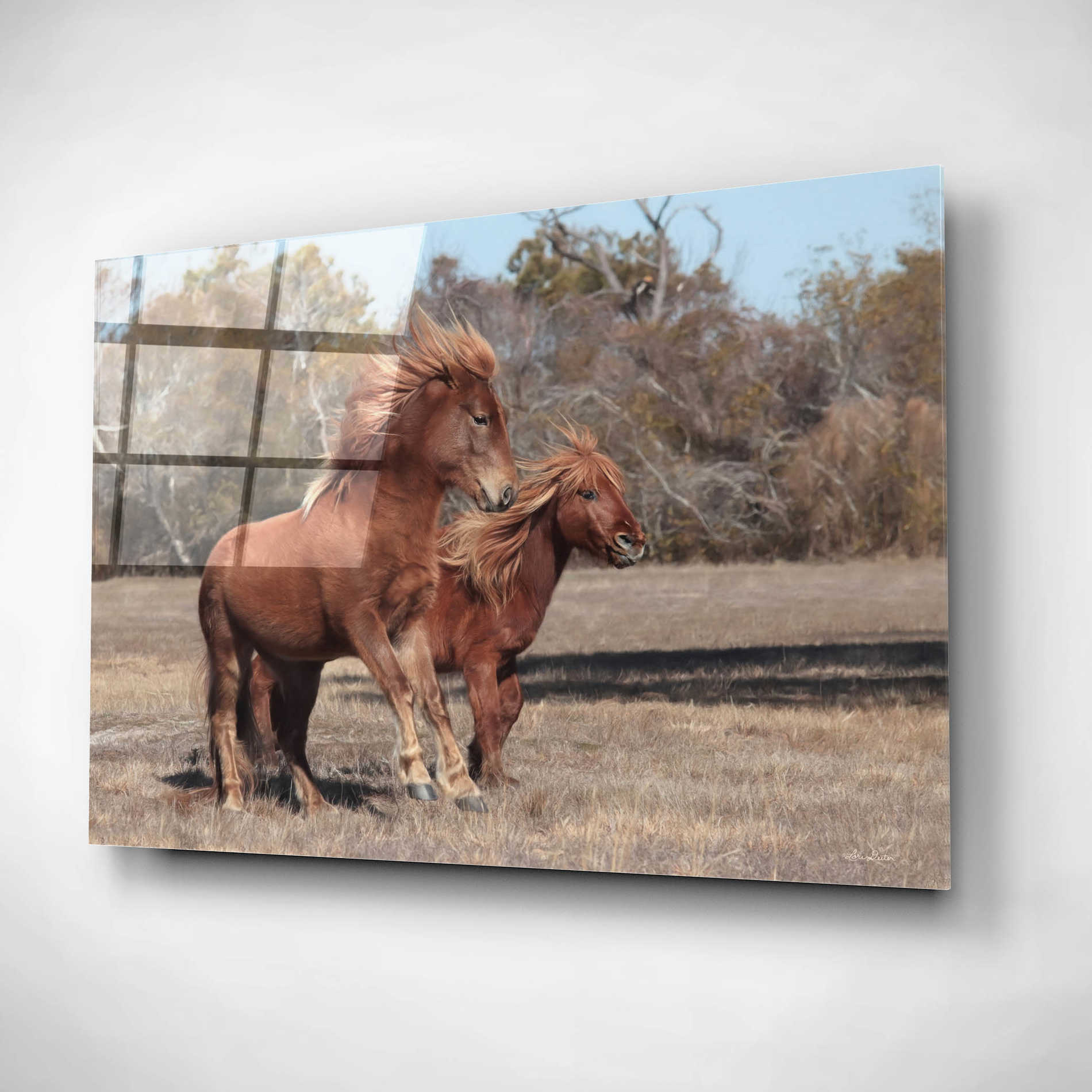 Epic Art 'Assateague Horses I' by Lori Deiter, Acrylic Glass Wall Art,16x12