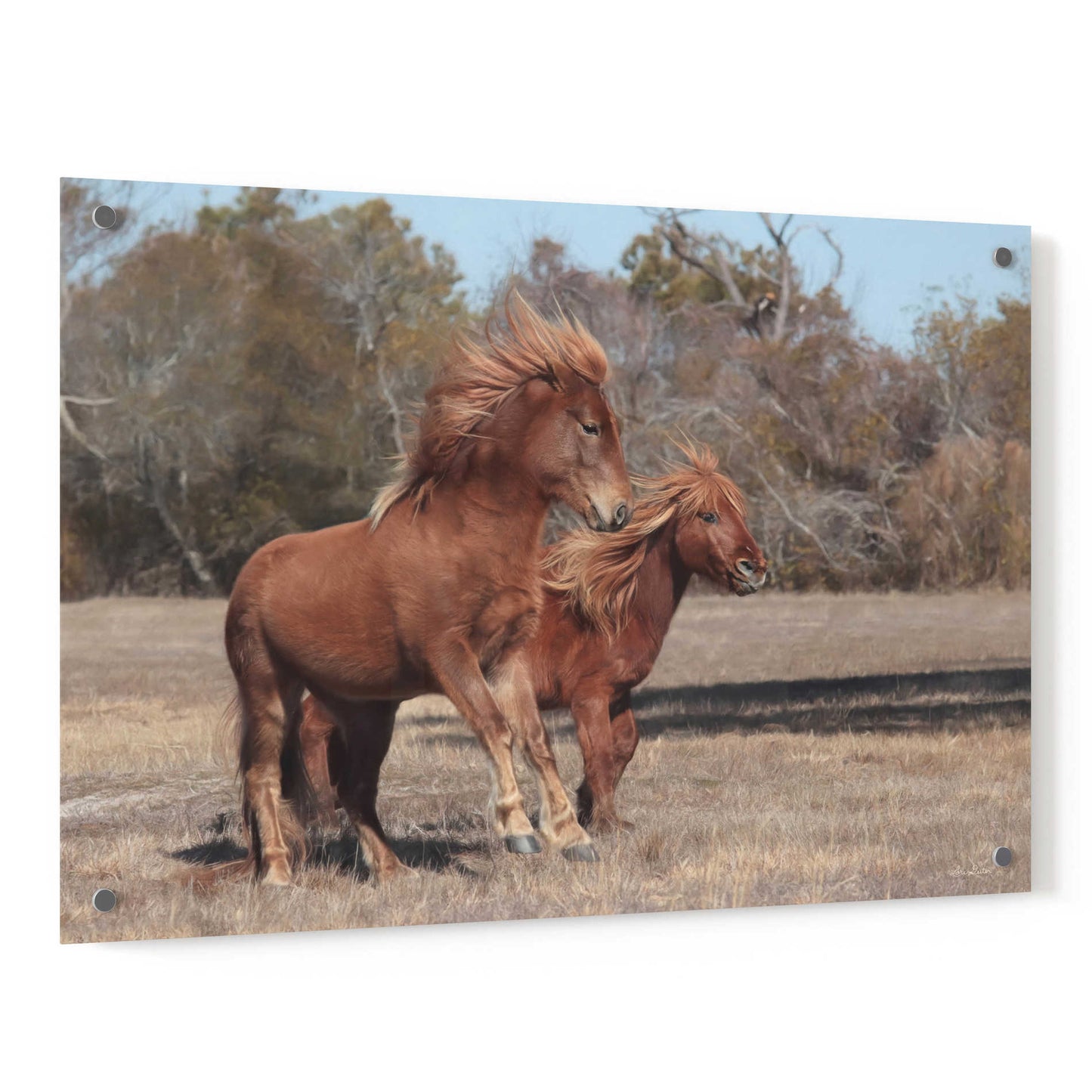 Epic Art 'Assateague Horses I' by Lori Deiter, Acrylic Glass Wall Art,36x24