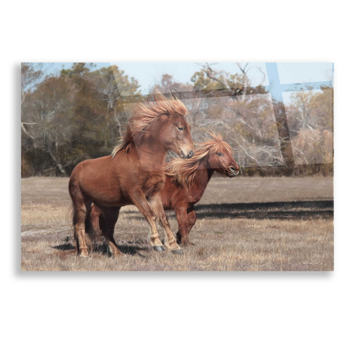 Epic Art 'Assateague Horses I' by Lori Deiter, Acrylic Glass Wall Art