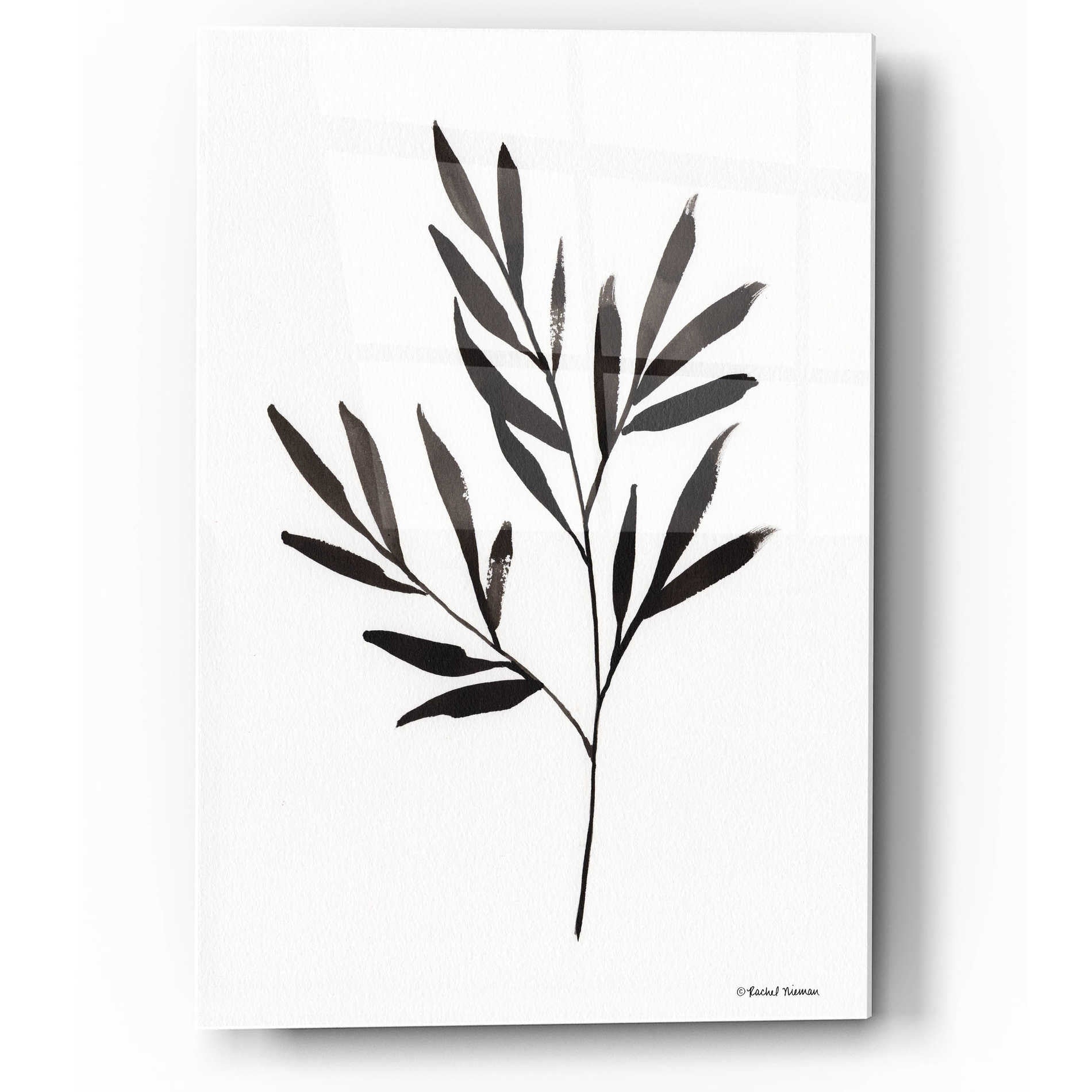 Epic Art 'Reductive Leaf Stem Black' by Rachel Nieman, Acrylic Glass Wall Art,12x16