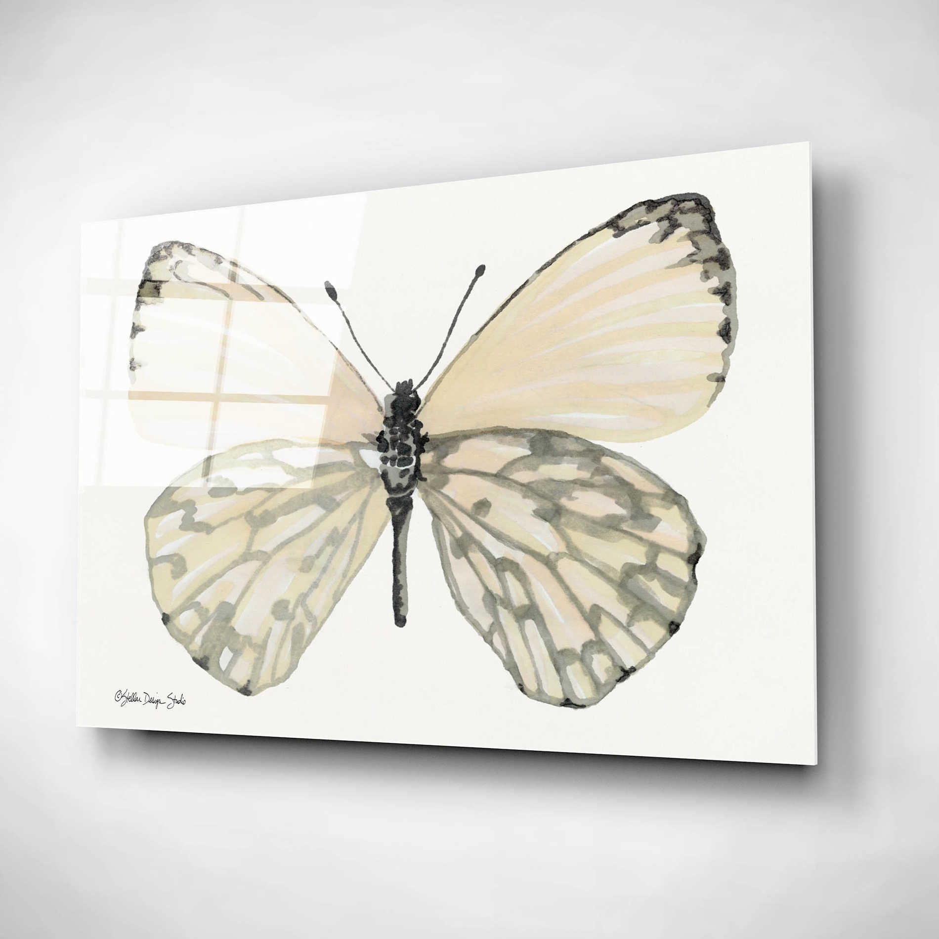Epic Art 'Butterfly 2' by Stellar Design Studio, Acrylic Glass Wall Art,16x12