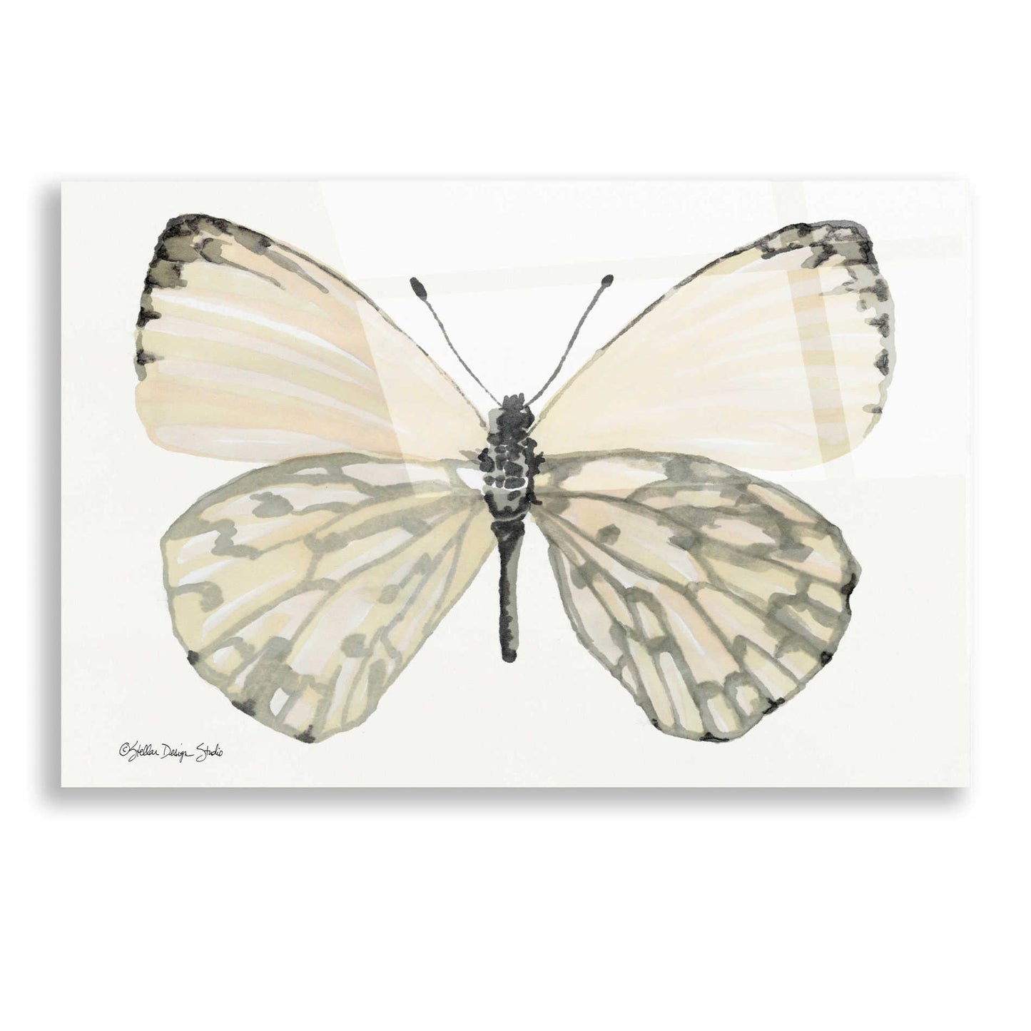 Epic Art 'Butterfly 2' by Stellar Design Studio, Acrylic Glass Wall Art,16x12
