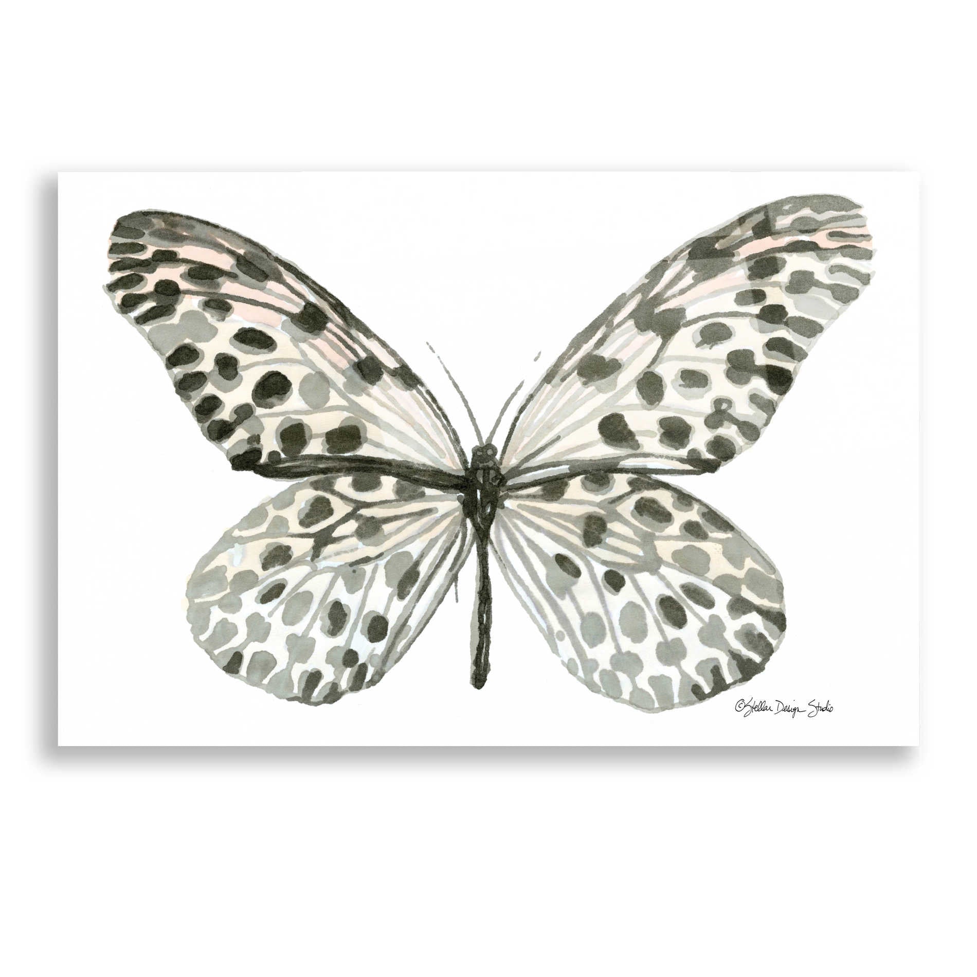 Epic Art 'Butterfly 3' by Stellar Design Studio, Acrylic Glass Wall Art,16x12