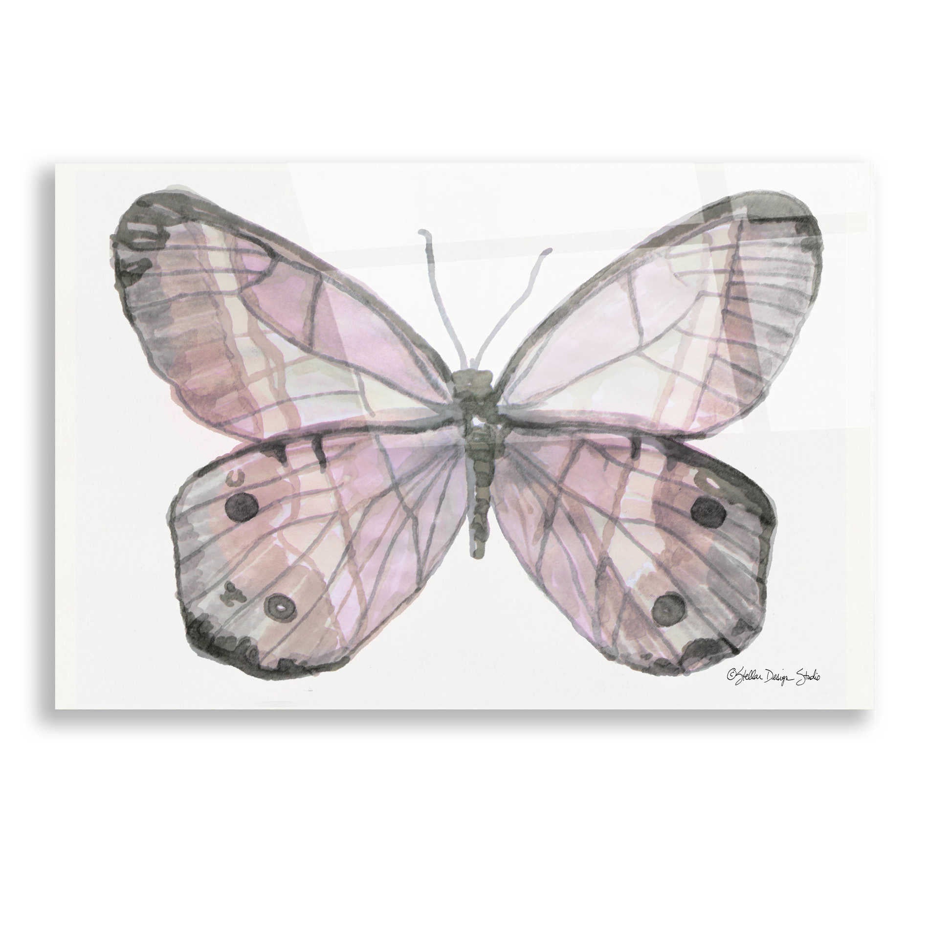 Epic Art 'Butterfly 5' by Stellar Design Studio, Acrylic Glass Wall Art