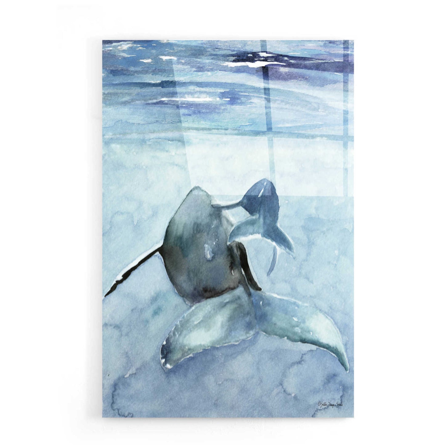 Epic Art 'Dolphin and Calf' by Stellar Design Studio, Acrylic Glass Wall Art,16x24