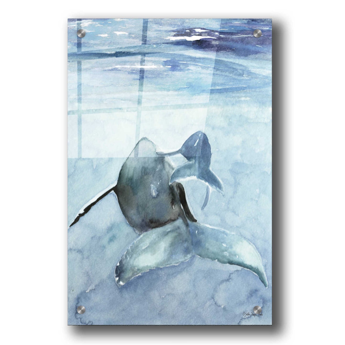 Epic Art 'Dolphin and Calf' by Stellar Design Studio, Acrylic Glass Wall Art,24x36