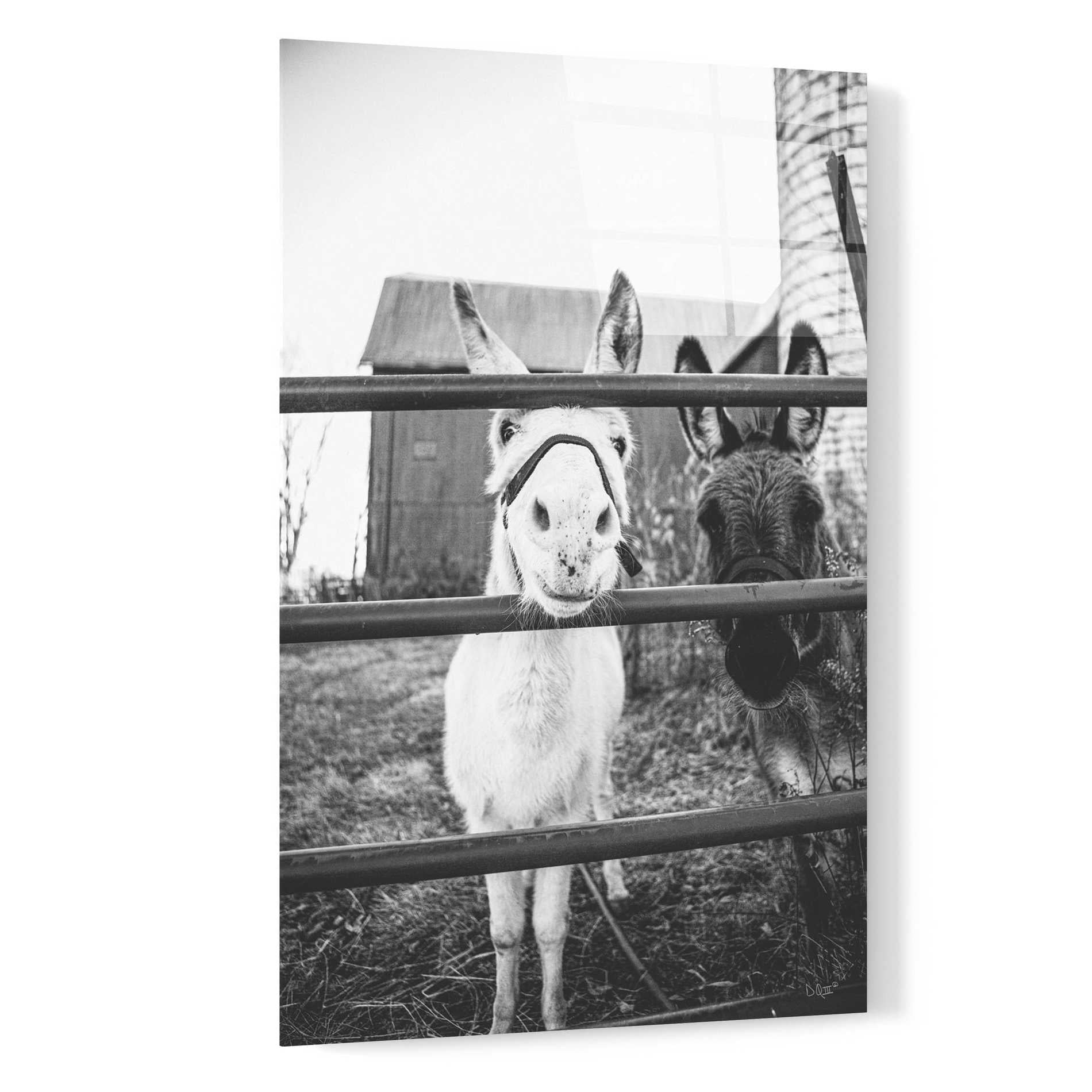 'Donkeys' by Donnie Quillen, Acrylic Wall Art,16x24