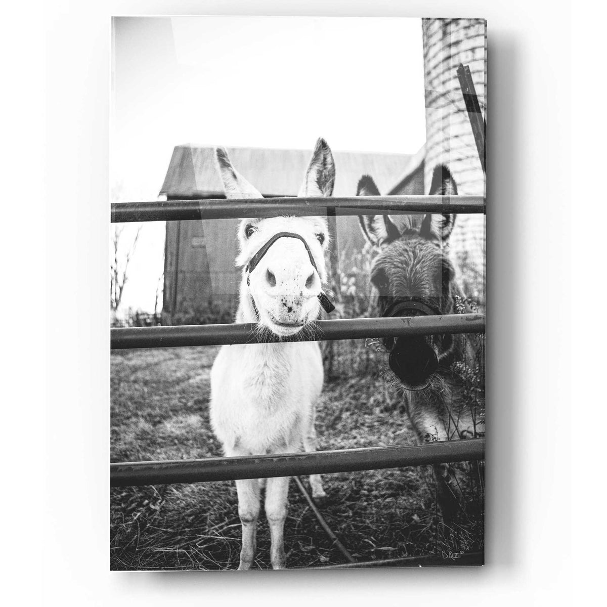 'Donkeys' by Donnie Quillen, Acrylic Wall Art