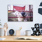 'Hey Donkeys II' by Donnie Quillen, Acrylic Wall Art,16x12