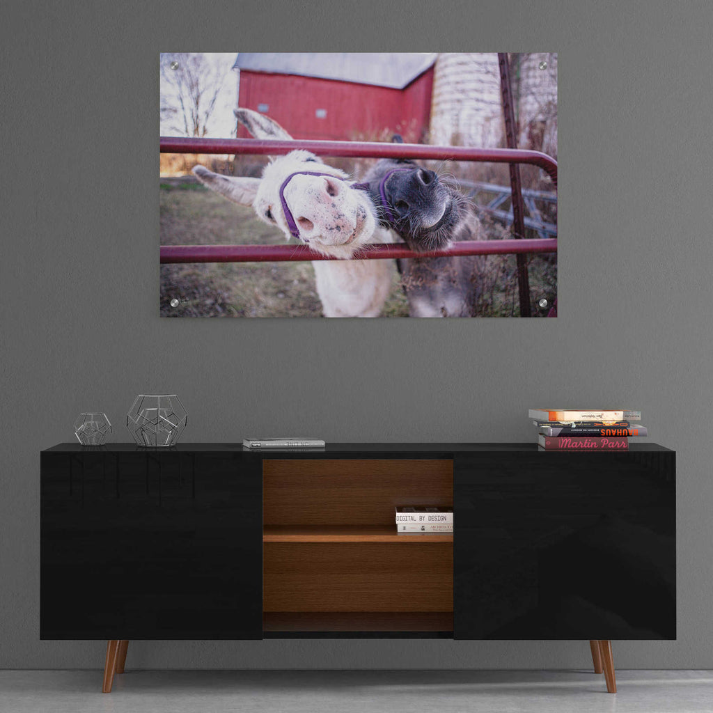'Hey Donkeys II' by Donnie Quillen, Acrylic Wall Art,36x24
