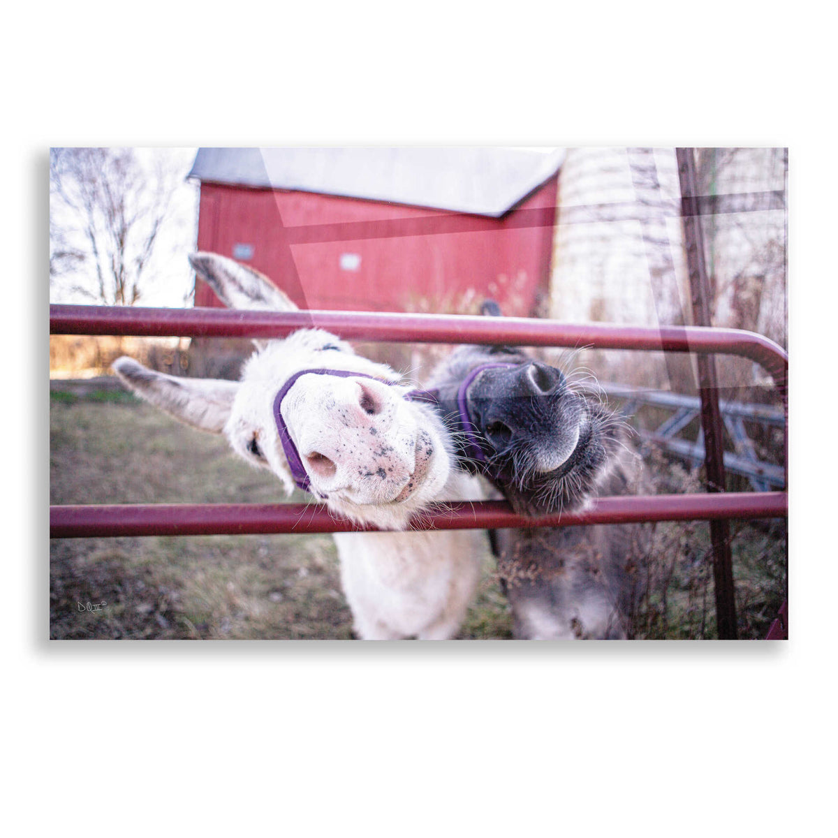 'Hey Donkeys II' by Donnie Quillen, Acrylic Wall Art