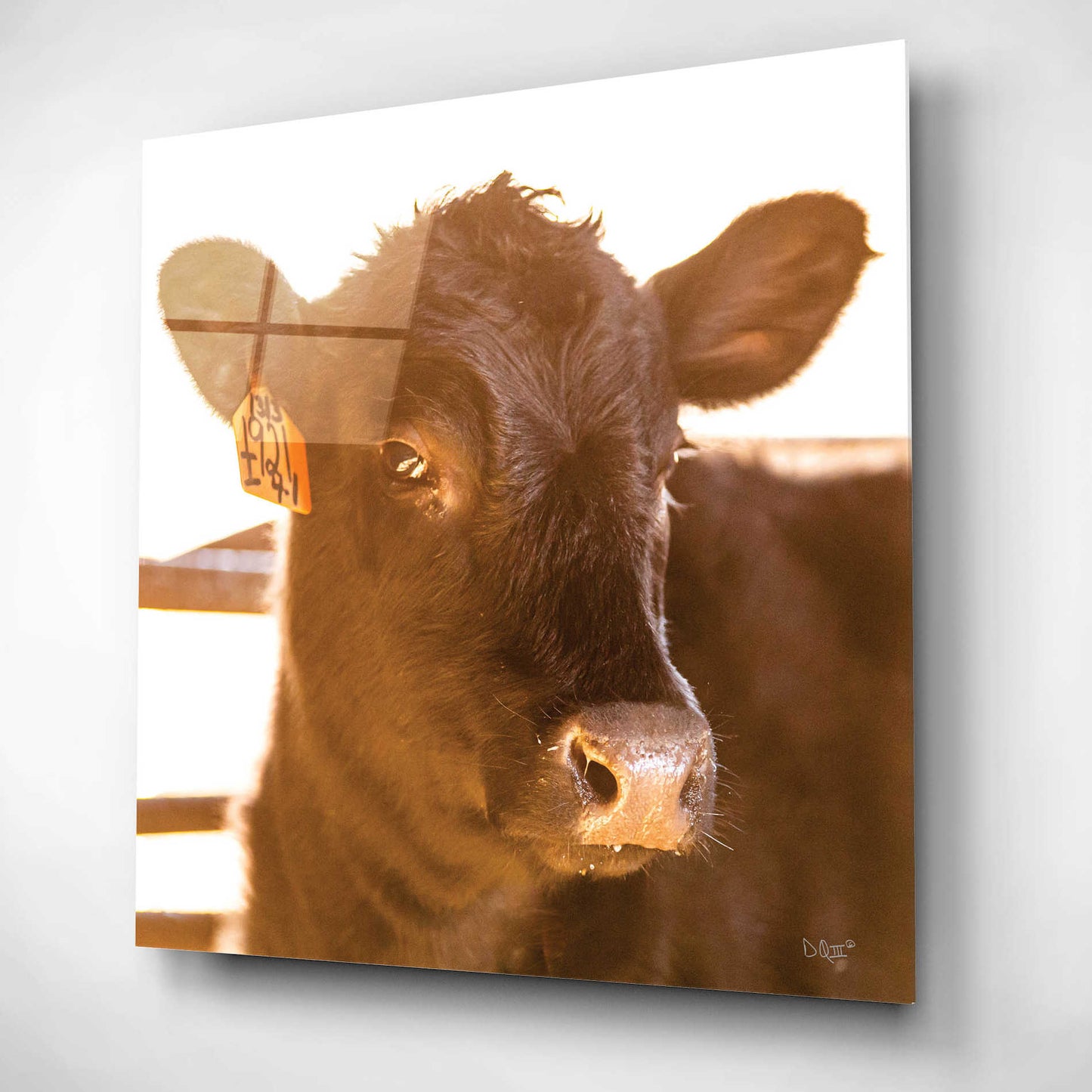 'Baby Cow I' by Donnie Quillen, Acrylic Wall Art,12x12