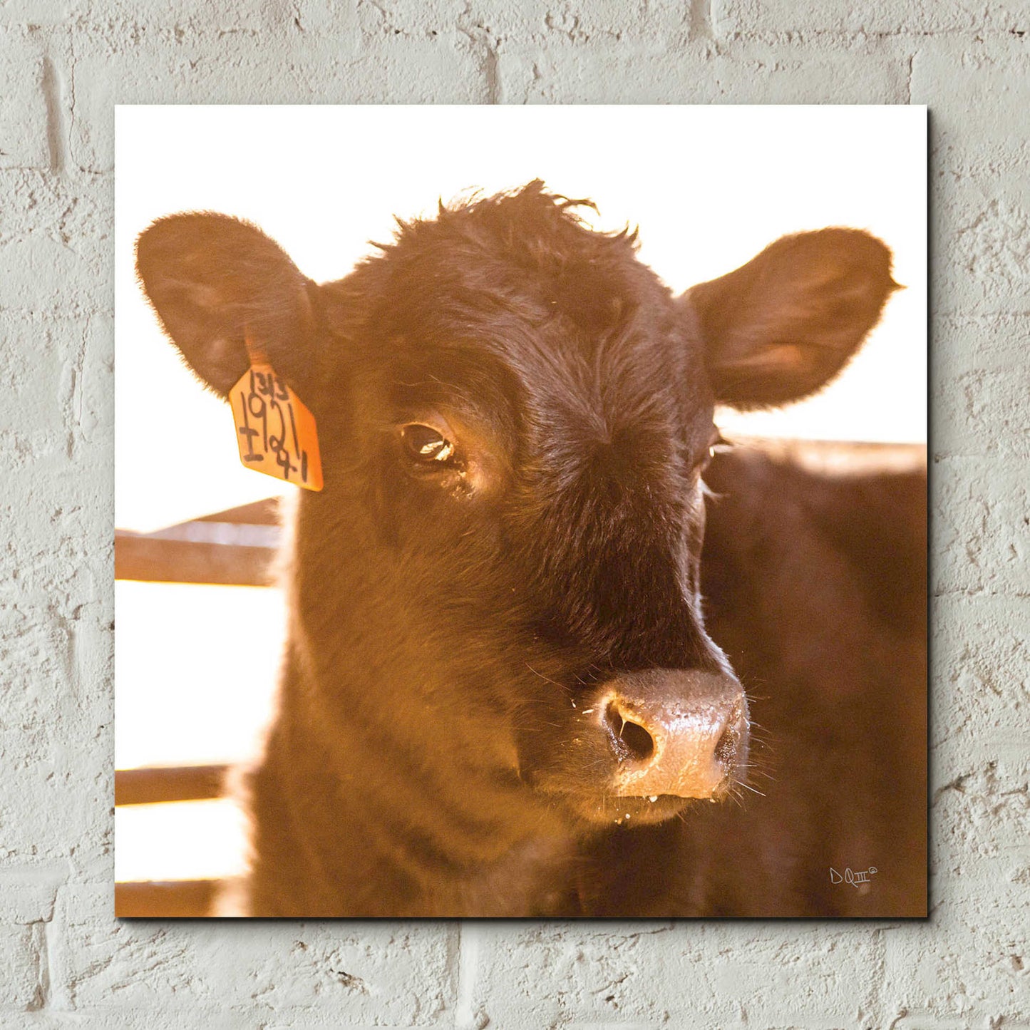 'Baby Cow I' by Donnie Quillen, Acrylic Wall Art,12x12