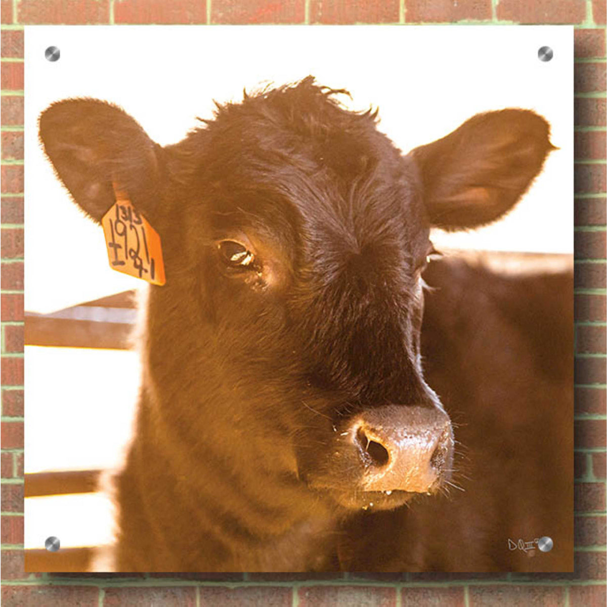 'Baby Cow I' by Donnie Quillen, Acrylic Wall Art,36x36