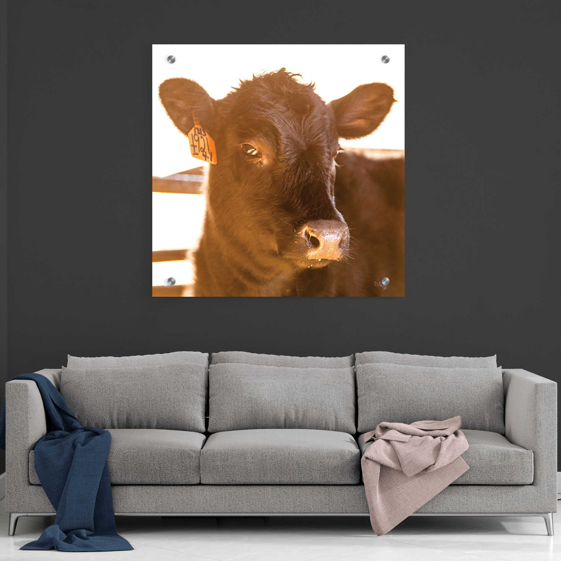 'Baby Cow I' by Donnie Quillen, Acrylic Wall Art,36x36