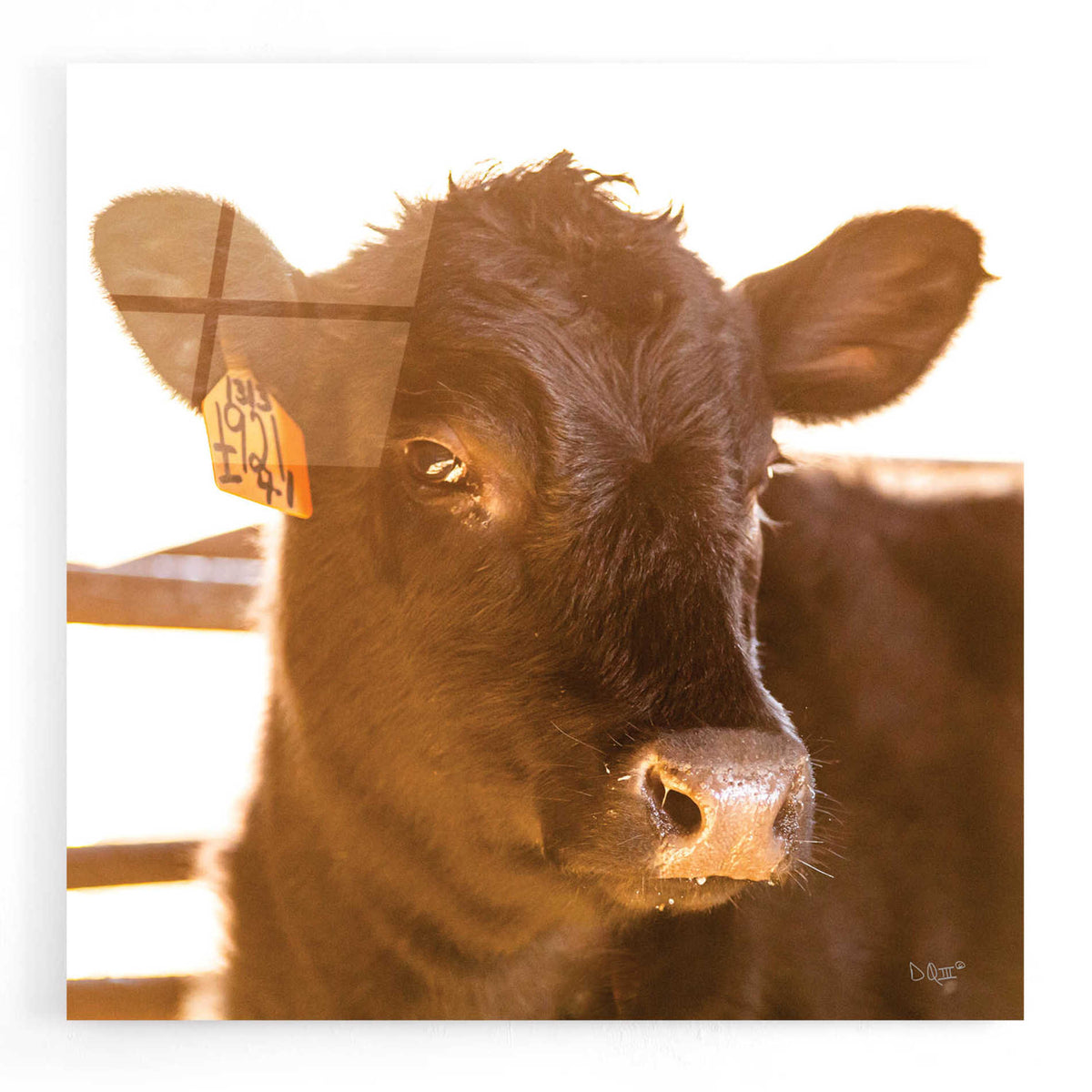 'Baby Cow I' by Donnie Quillen, Acrylic Wall Art