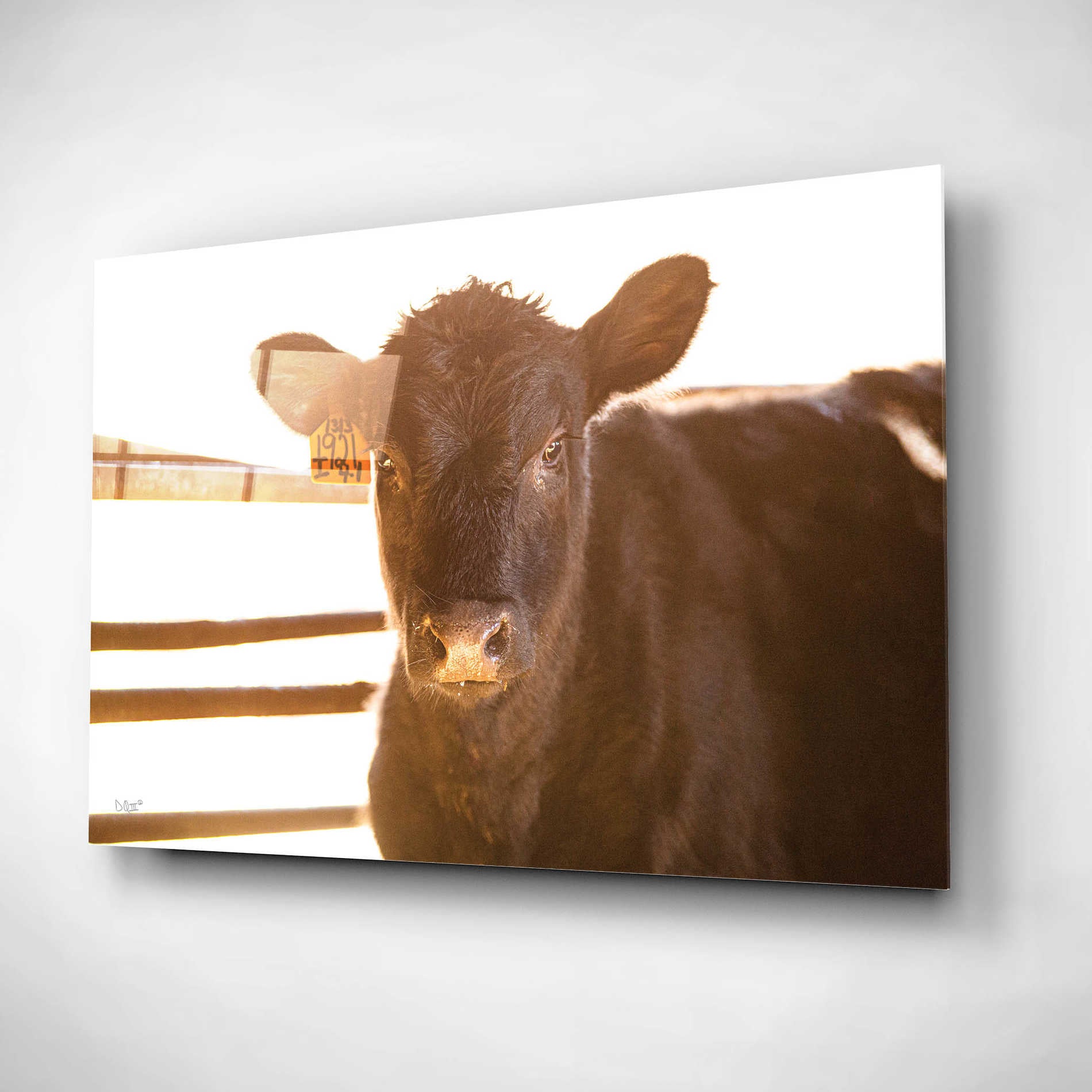 'Baby Cow II' by Donnie Quillen, Acrylic Wall Art,24x16