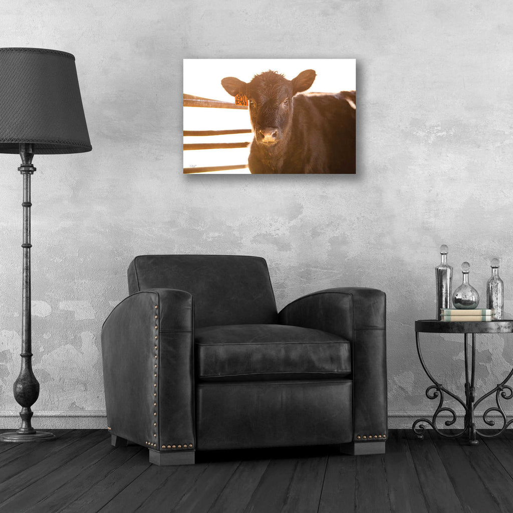 'Baby Cow II' by Donnie Quillen, Acrylic Wall Art,24x16