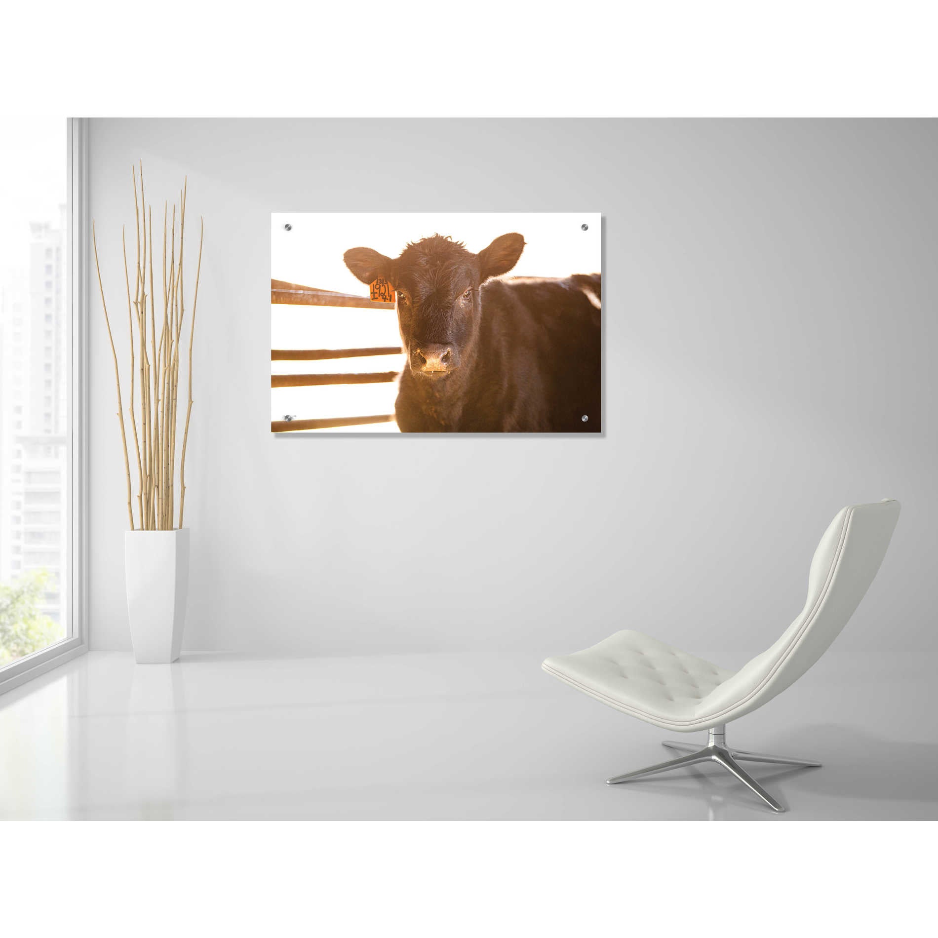 'Baby Cow II' by Donnie Quillen, Acrylic Wall Art,36x24