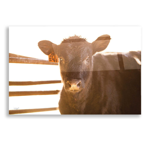 'Baby Cow II' by Donnie Quillen, Acrylic Wall Art