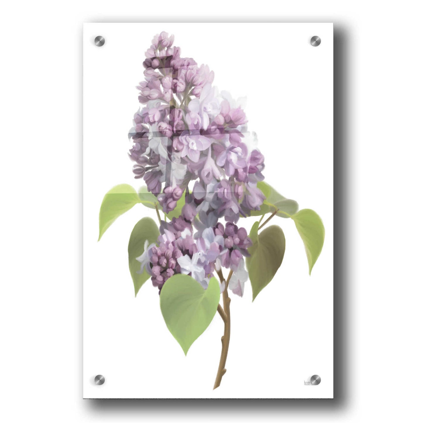 Epic Art 'Lilac Stem' by House Fenway, Acrylic Glass Wall Art,24x36