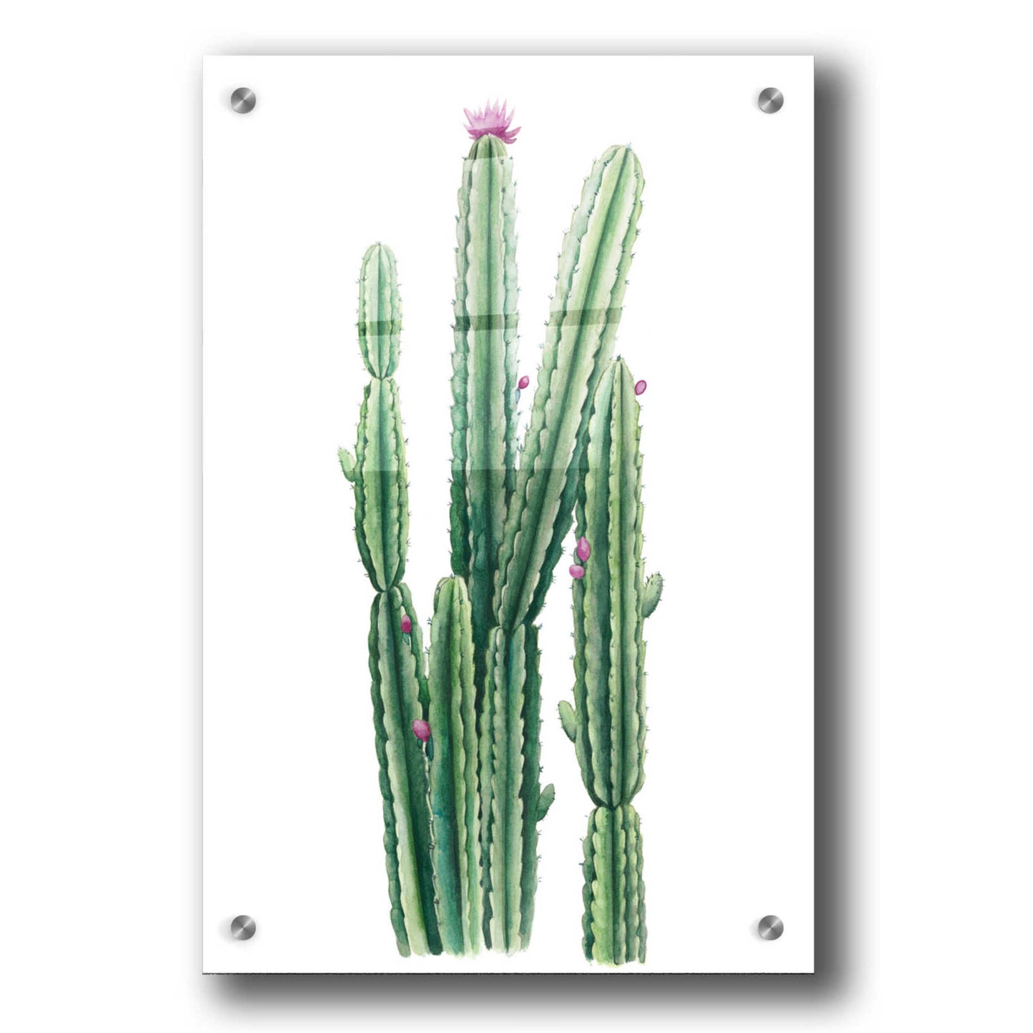 Epic Art 'Desert Blooms II' by Grace Popp, Acrylic Glass Wall Art,24x36