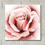 Epic Art 'Pink Rose II' by Grace Popp, Acrylic Glass Wall Art,12x12