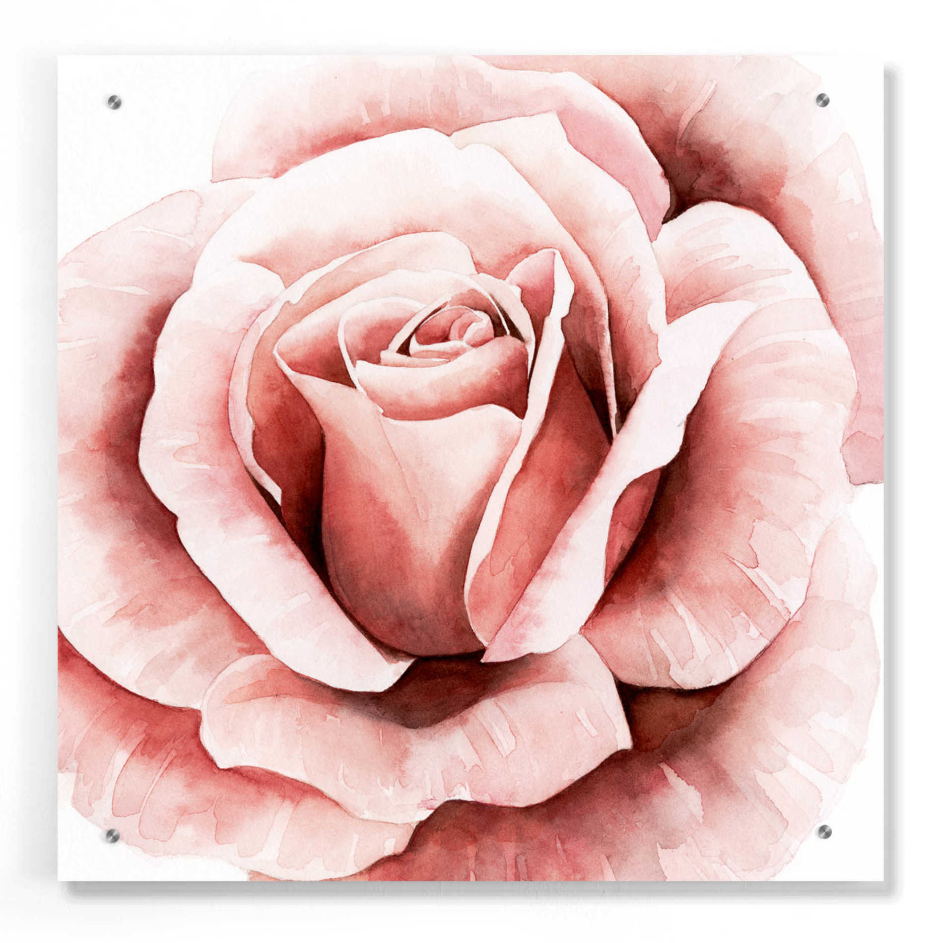 Epic Art 'Pink Rose II' by Grace Popp, Acrylic Glass Wall Art,24x24