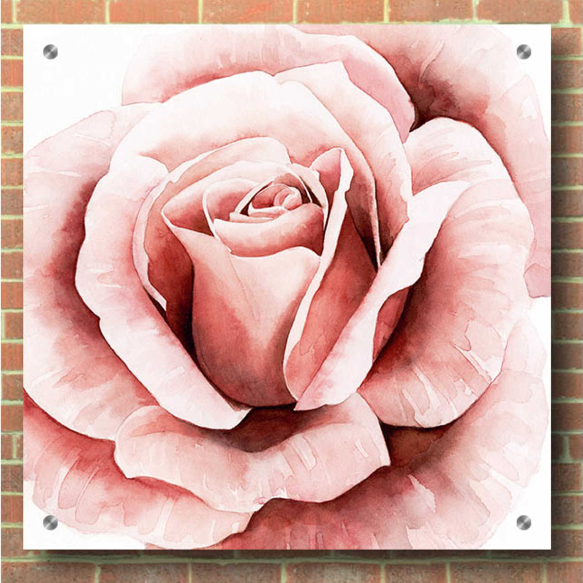 Epic Art 'Pink Rose II' by Grace Popp, Acrylic Glass Wall Art,36x36