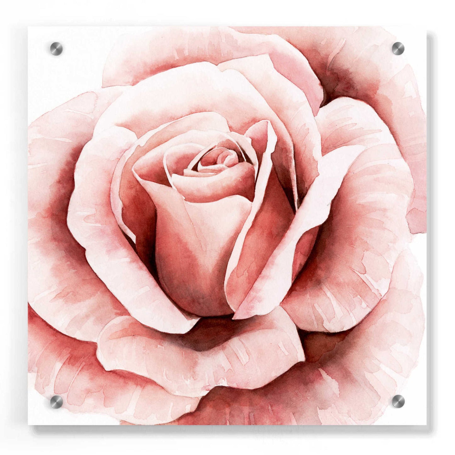 Epic Art 'Pink Rose II' by Grace Popp, Acrylic Glass Wall Art,36x36