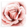 Epic Art 'Pink Rose II' by Grace Popp, Acrylic Glass Wall Art