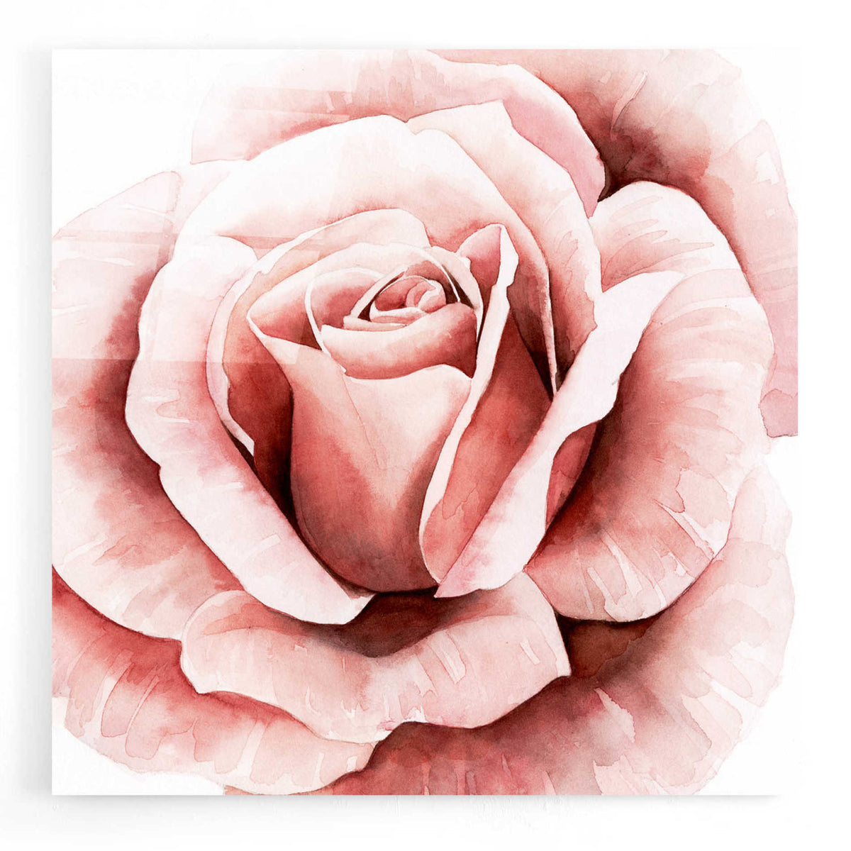 Epic Art 'Pink Rose II' by Grace Popp, Acrylic Glass Wall Art