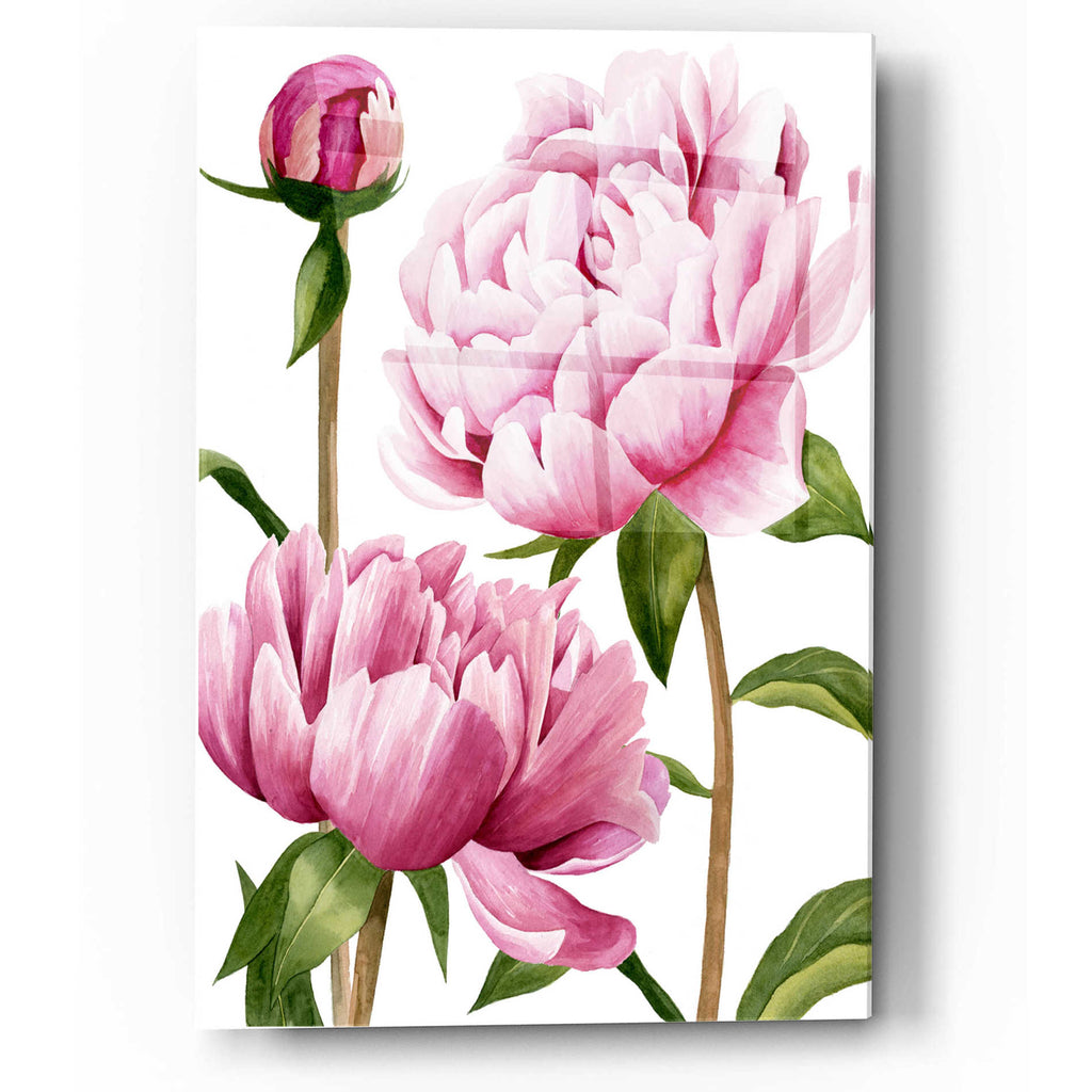 Epic Art 'Winsome Peonies I' by Grace Popp, Acrylic Glass Wall Art