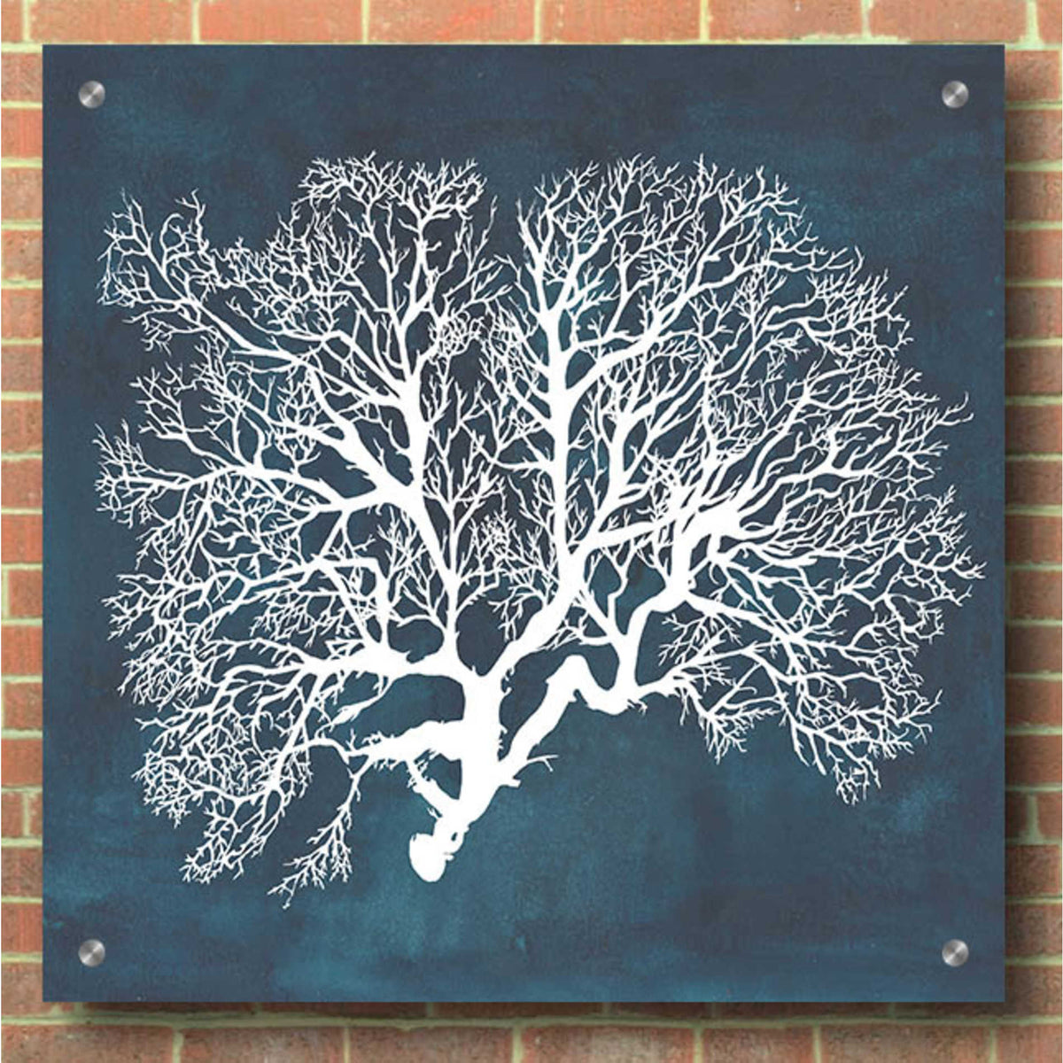 Epic Art 'Inverse Sea Fan III' by Grace Popp, Acrylic Glass Wall Art,36x36