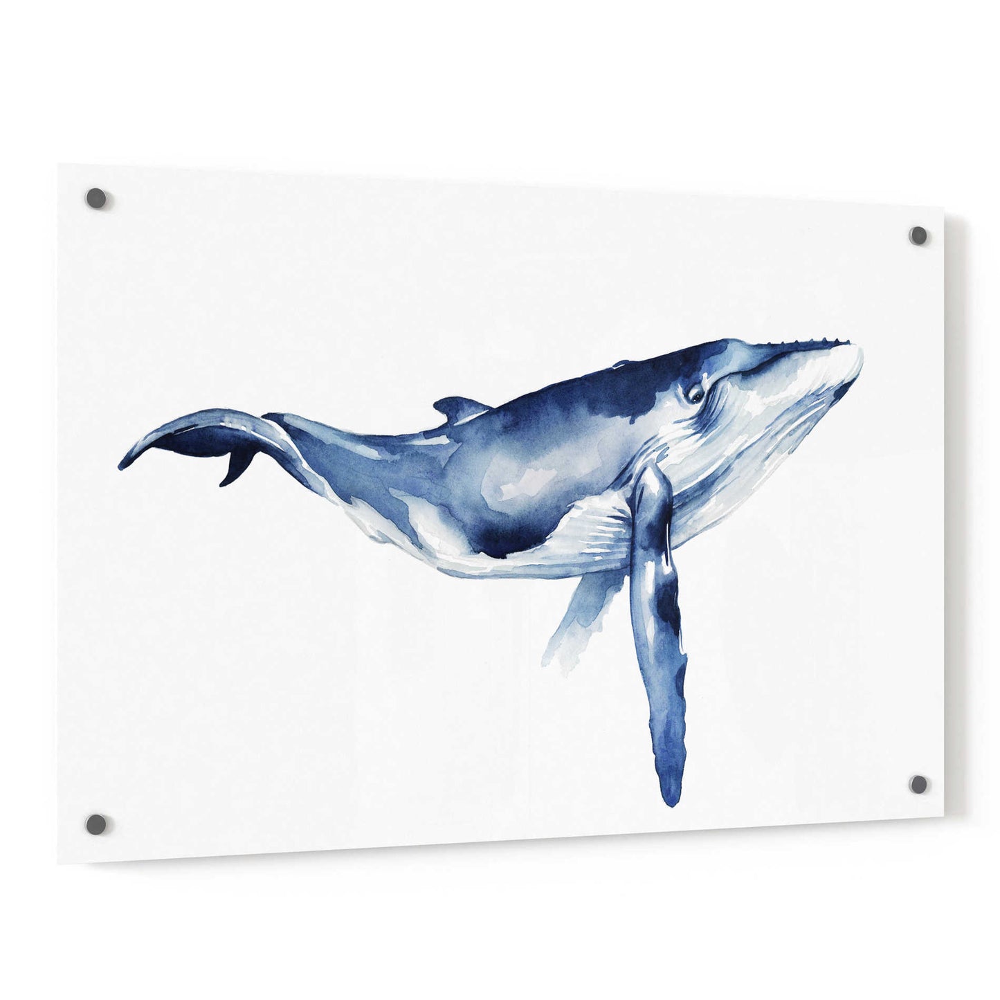Epic Art 'Whale Portrait I' by Grace Popp, Acrylic Glass Wall Art,36x24