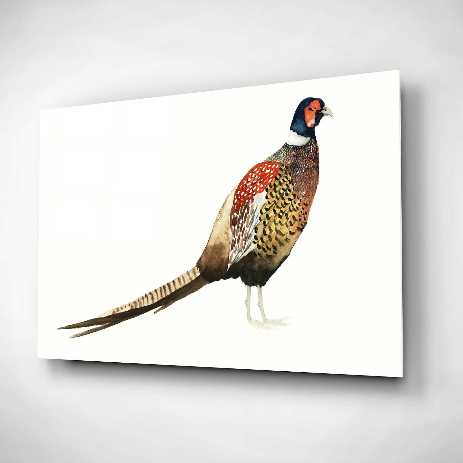 Epic Art 'Watercolor Pheasant I' by Grace Popp, Acrylic Glass Wall Art,16x12