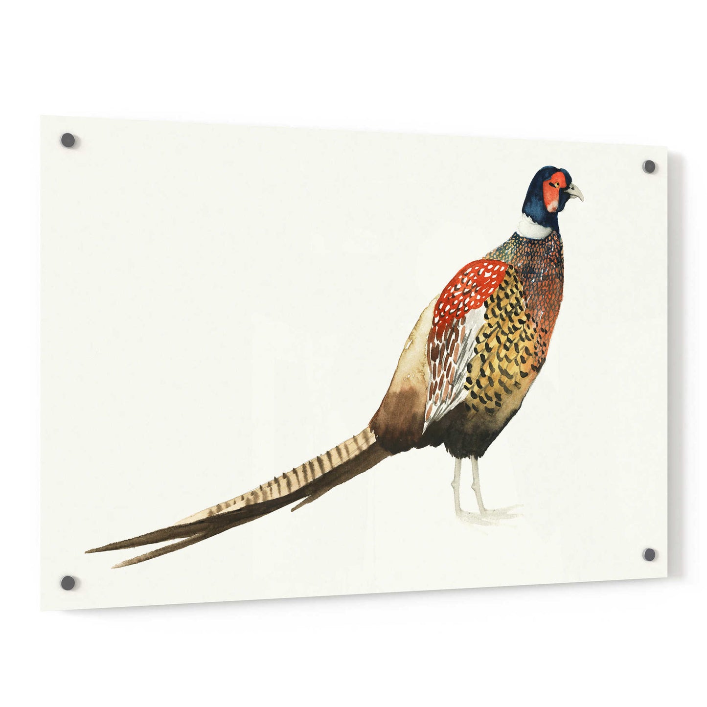 Epic Art 'Watercolor Pheasant I' by Grace Popp, Acrylic Glass Wall Art,36x24