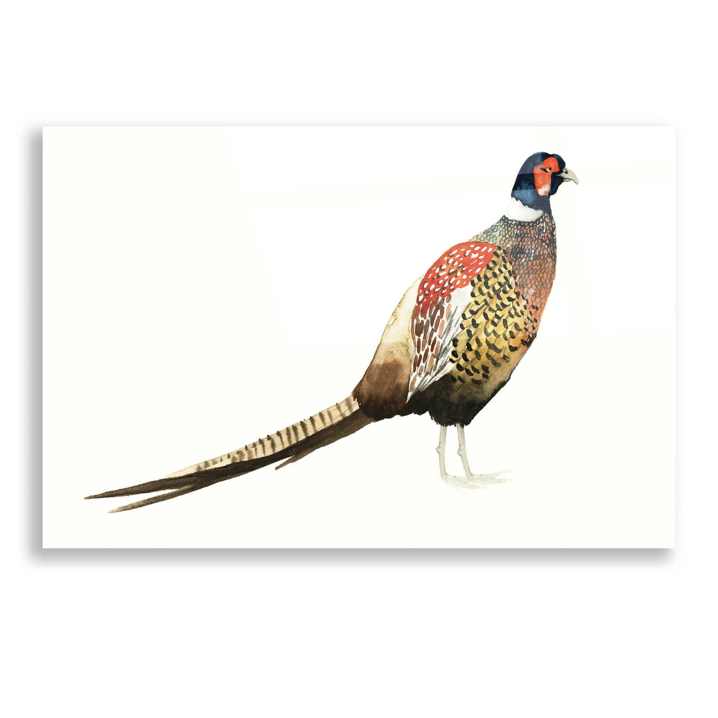 Epic Art 'Watercolor Pheasant I' by Grace Popp, Acrylic Glass Wall Art