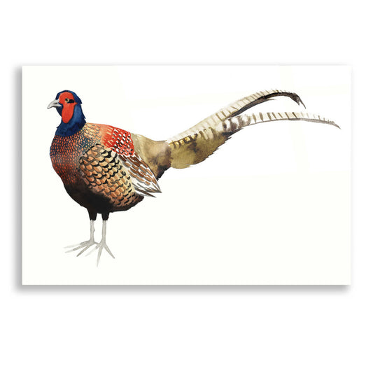 Epic Art 'Watercolor Pheasant II' by Grace Popp, Acrylic Glass Wall Art