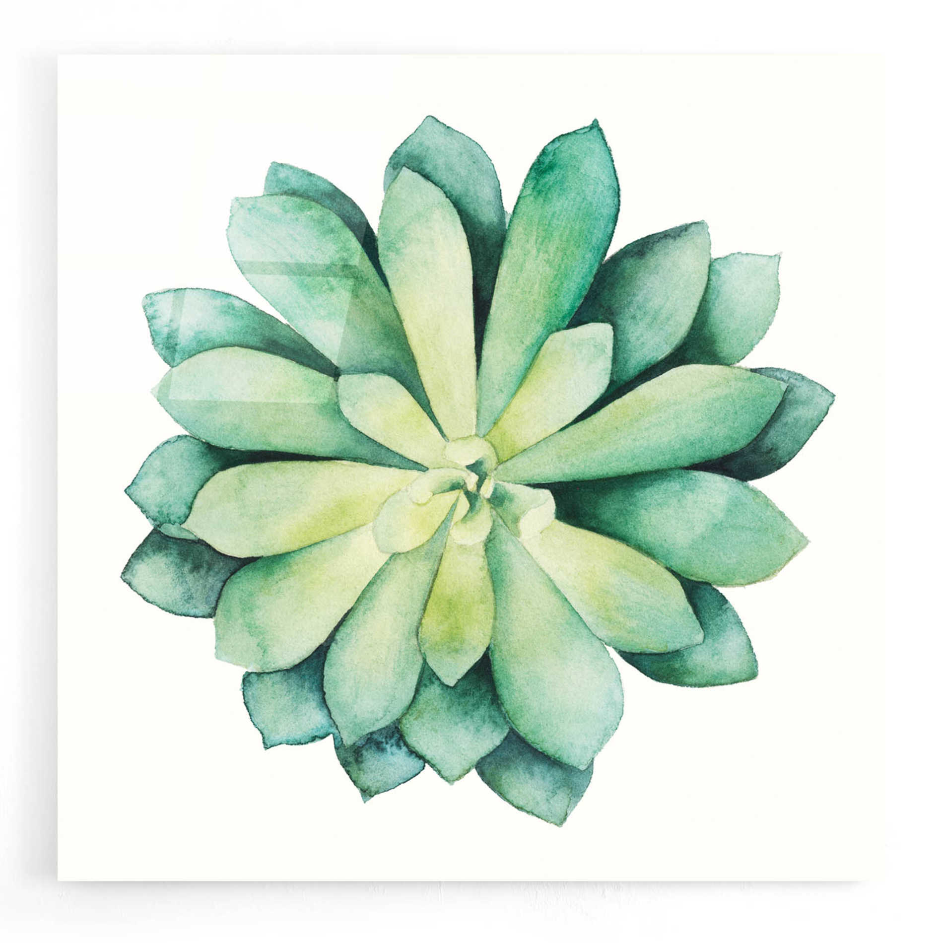 Epic Art 'Tropical Plant VI' by Grace Popp, Acrylic Glass Wall Art,12x12