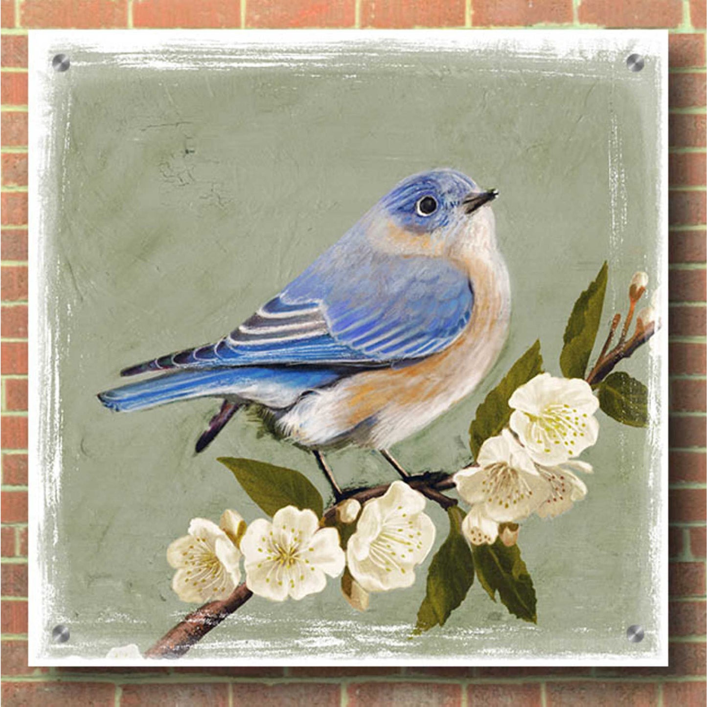 Epic Art 'Bluebird Branch I' by Victoria Borges, Acrylic Glass Wall Art,36x36